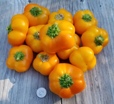Bell Pepper  Orange Rotunda